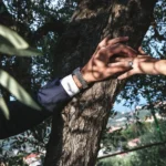 Mano dello sposo e mano della sposa con fede appoggiate sulla corteccia di un ulivo | Fabio Zenoardo