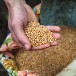 Chicchi di grano raccolti a mano a Buggio, frazione di Pigna, nel Parco delle Alpi Liguri